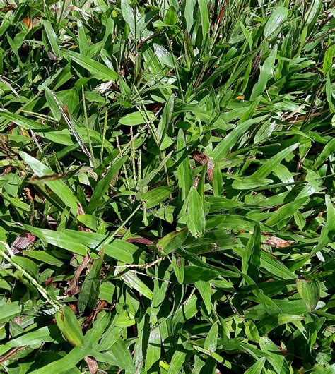 grass in the philippines|Resilient grasses in the Philippines that can withstand .